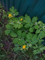 Chelidonium majus