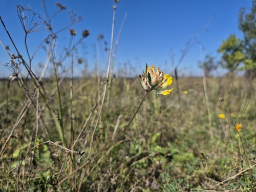 Common Kidney-Vetch