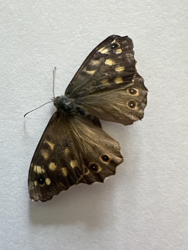 Speckled Wood