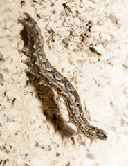 Melipotini