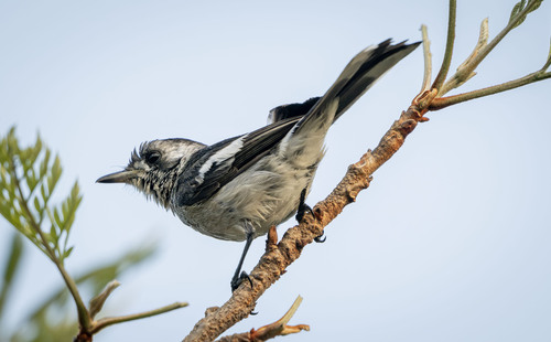 Carterornis leucotis, 2026-09-17