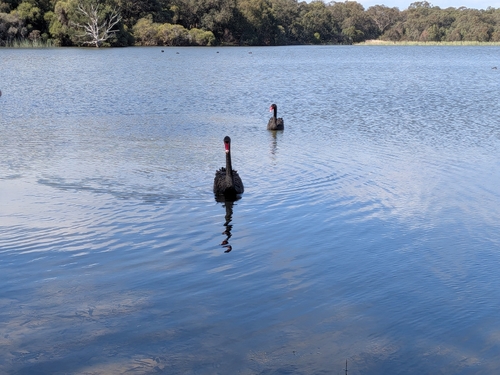 Black Swan