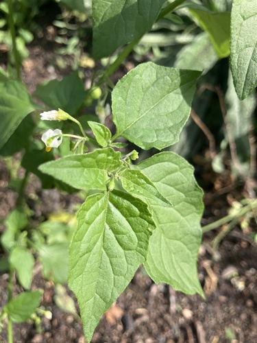 black nightshade