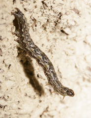 Melipotini