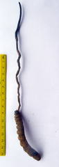 Cordyceps robertsii image