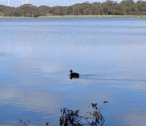Pacific Black Duck