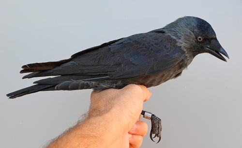 Eurasian Jackdaw