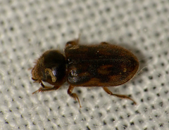Heterocerus fenestratus
