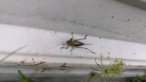 Short-winged Meadow Katydid