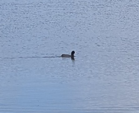 Eurasian Coot