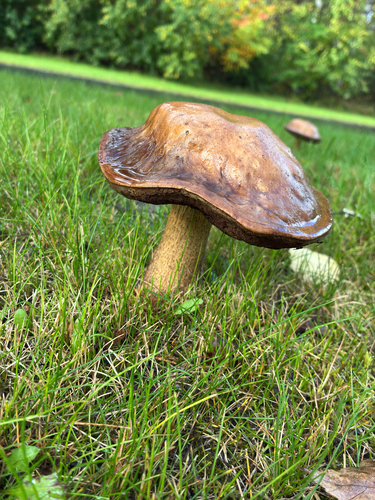 Brown Birch-bolete