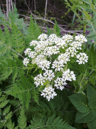 sweet cicely