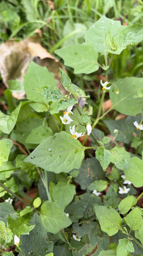 black nightshade