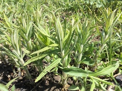 Veronicastrum virginicum