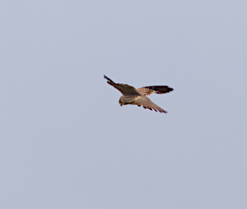 Eurasian Kestrel