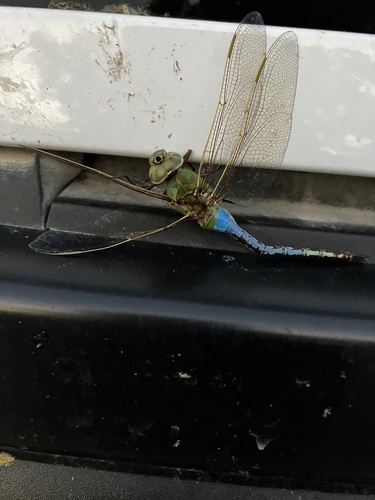 Common Green Darner