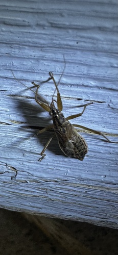 Broad Damsel Bug