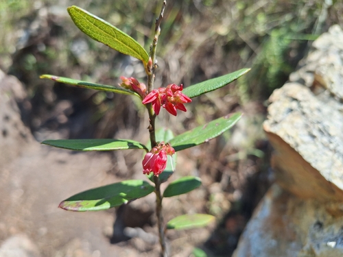 Gaylussacia brasiliensis, 2026-09-16