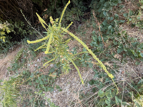 Reseda luteola, photograph 2