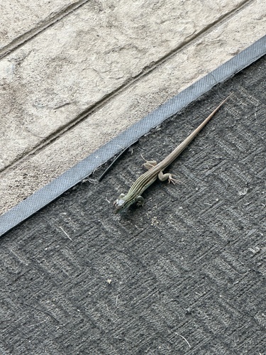 Common Spotted Whiptail