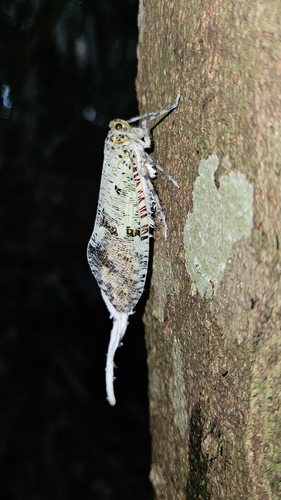 Phenax variegata