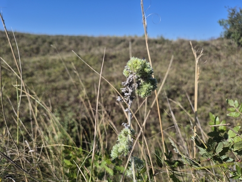 blueweed gall mite