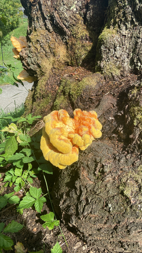 chicken of the woods