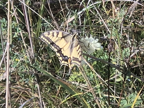 Old World Swallowtail