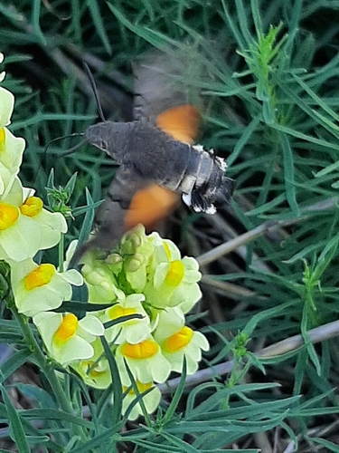 Eurasian Hummingbird Hawkmoth