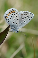 Pseudophilotes vicrama