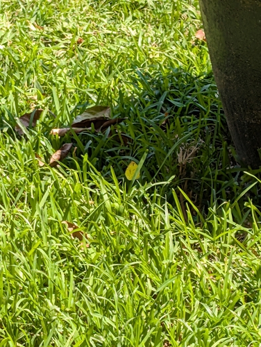 African Angled Grass Yellow