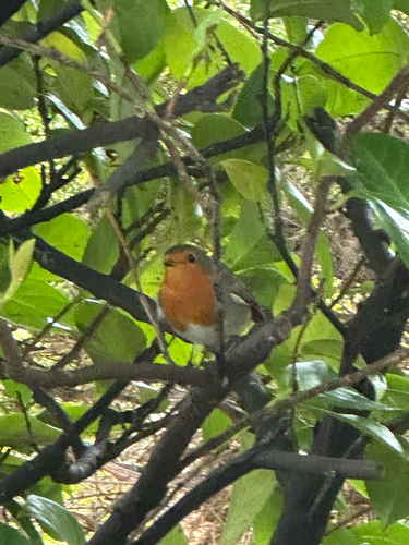European Robin