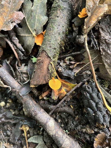 orange pore fungus