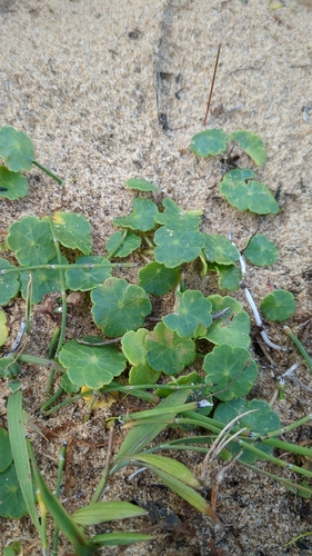 Marsh Pennywort