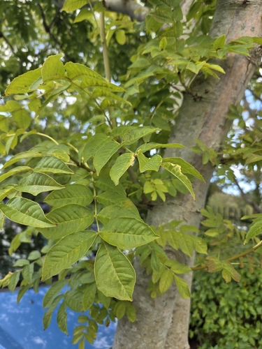 European ash