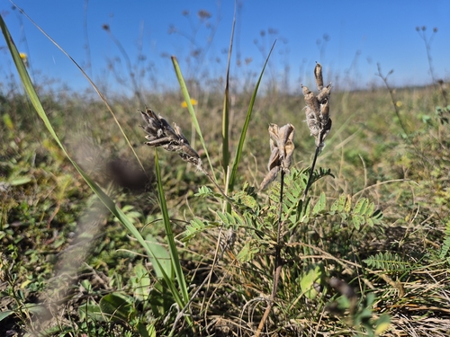 Oxytropis pilosa, 2026-09-16