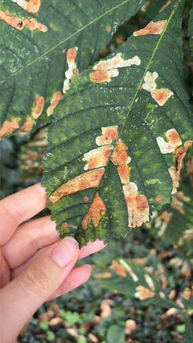 Horse-chestnut Leafminer