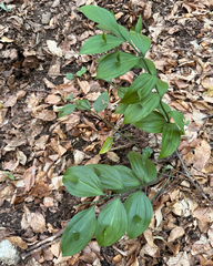 Ruscus hypoglossum