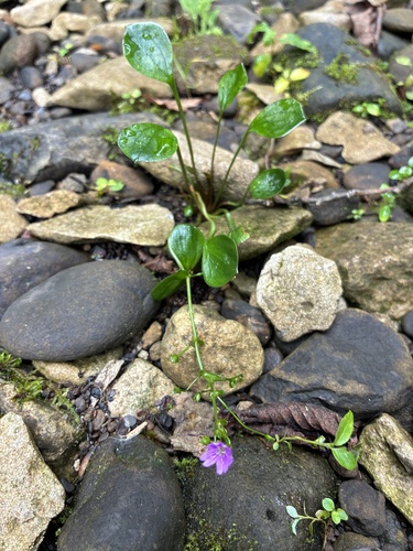 Claytonia sibirica, photograph 5