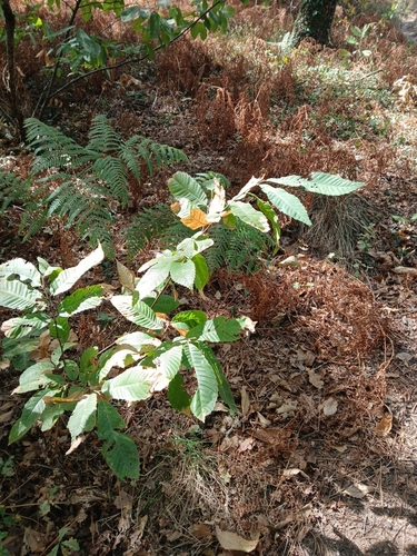 Sweet Chestnut