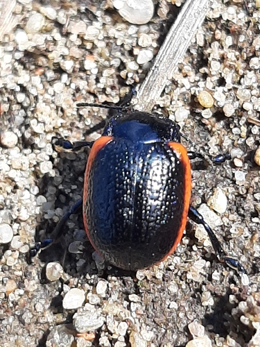 Chrysolina sanguinolenta