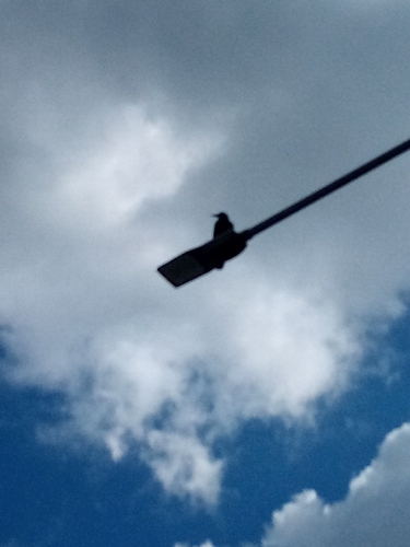 Rook