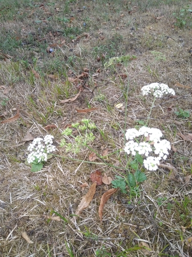 wild carrot