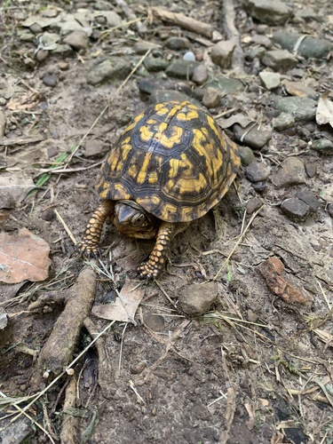 Eastern Box Turtle