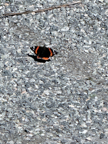 Red Admiral