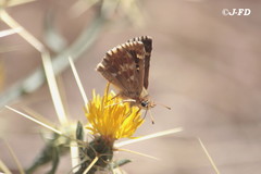 Muschampia alta