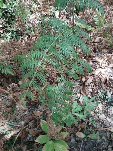common bracken