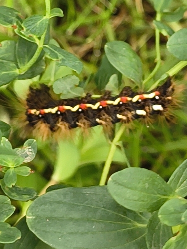 Knot Grass Moth