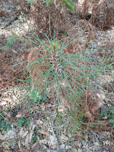 maritime pine