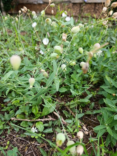 bladder campion
